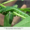 colias thisoa larvae kyrgyztan1